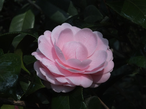 粉色茶花