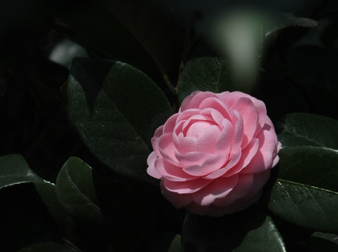 宫粉茶花