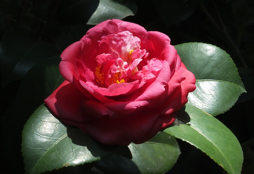 红茶花