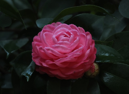 红山茶