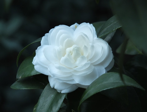 白茶花