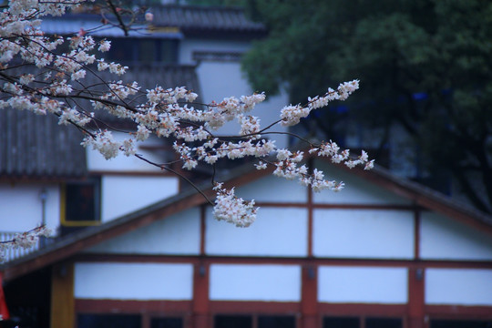 王陵公园樱花