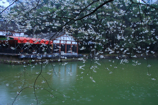 樱花雨