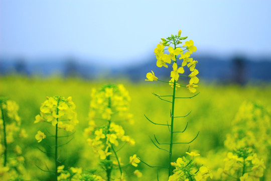 油菜花