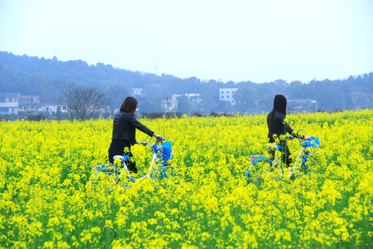含浦沃之园油菜花海