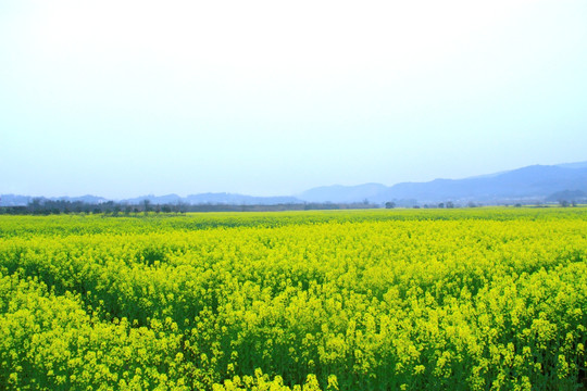 含浦沃之园油菜花海