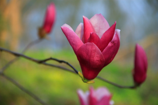 紫玉兰花