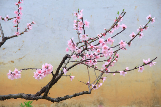 大围山桃花