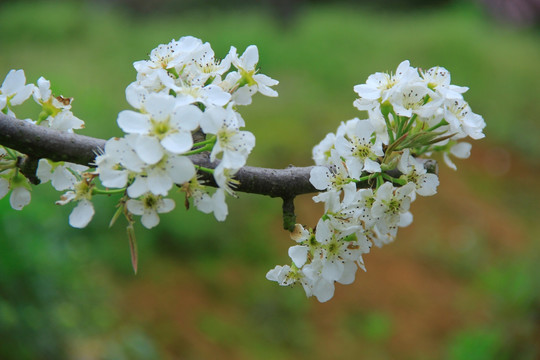 白色梨花