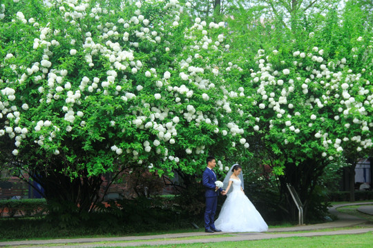 花海中拍婚纱