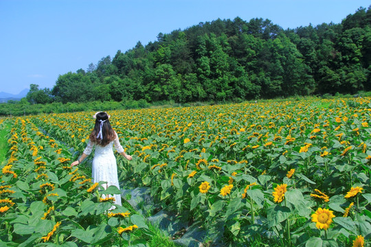 向日葵花海