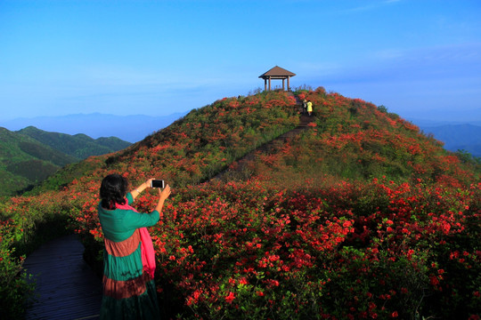 大围山杜鹃花海