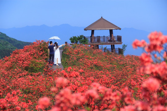 大围山杜鹃花海