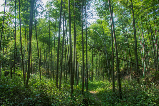 竹林