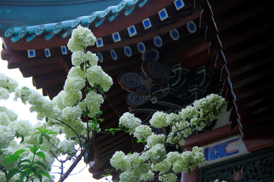绣球荚蒾