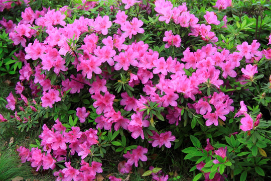 莫尔杜鹃花