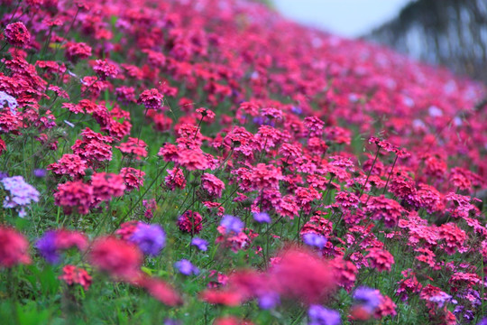 香水草花