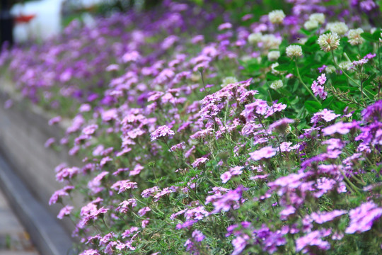 香水草花