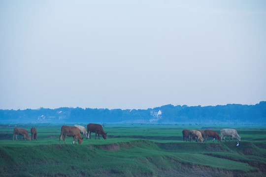 汨罗江湿地大草原上的牛群
