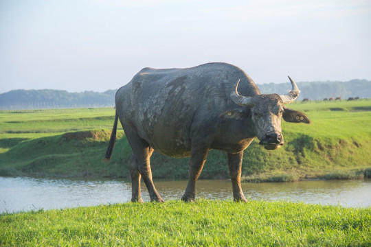 草原上的大水牛
