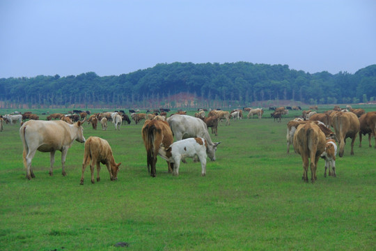 汨罗江湿地大草原上的牛群