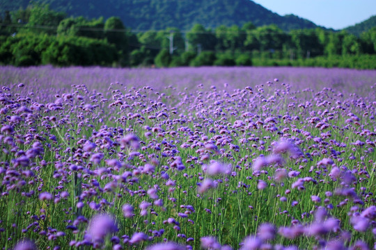 石仑关紫色马鞭草花海