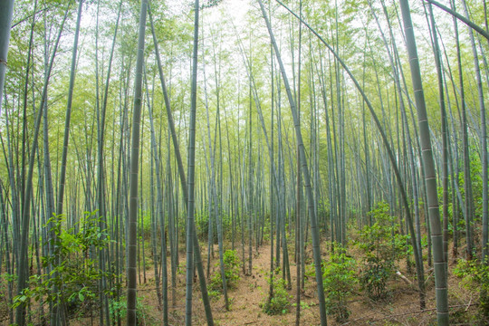 竹林竹海