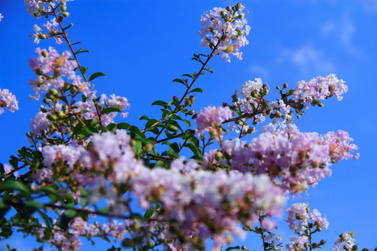 蓝天白云下的紫薇花