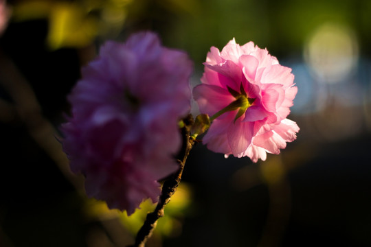 逆光下的樱花