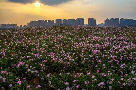 美丽月见草花海