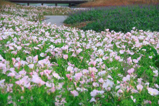 美丽月见草花海