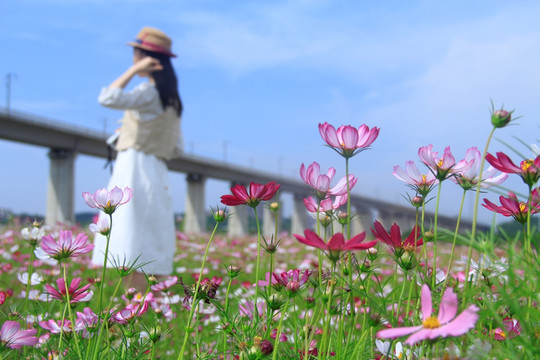 格桑花海美女
