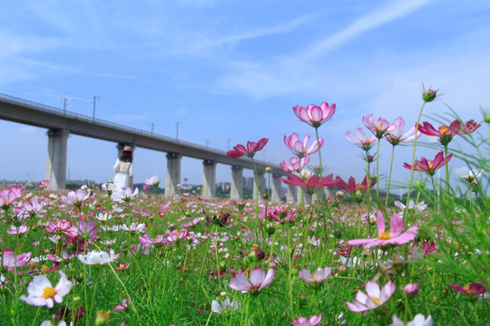 格桑花海