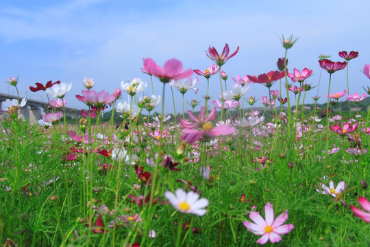 格桑花海