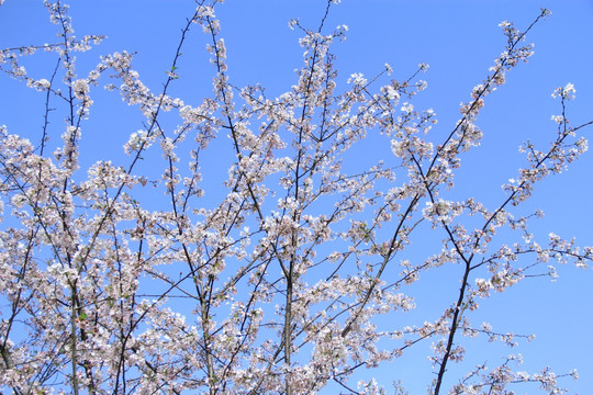 蓝天白云下的樱花