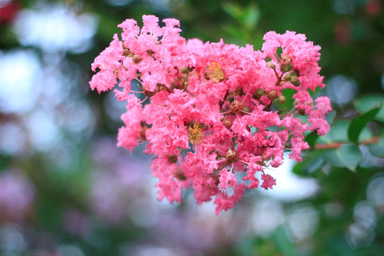 紫薇花