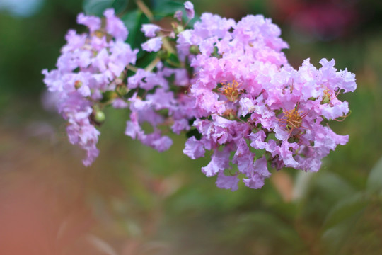紫薇花