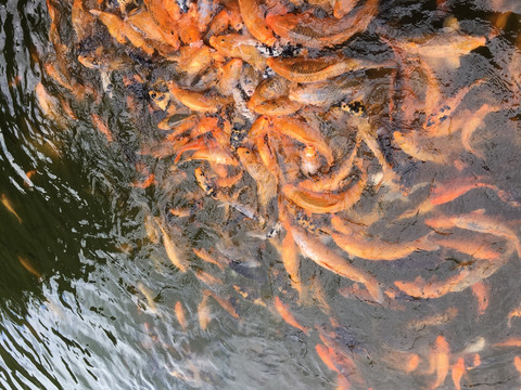 红鲤鱼