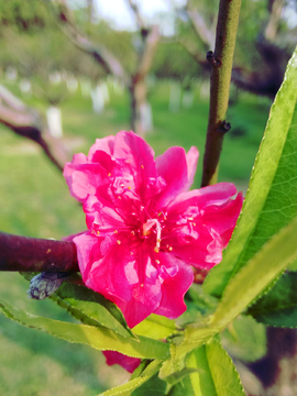 桃花