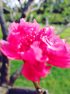 桃花