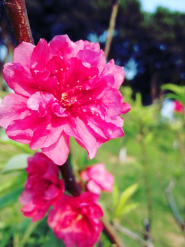 桃花