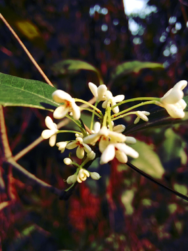 桂花