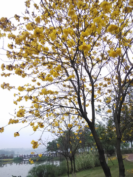 黄花风铃木