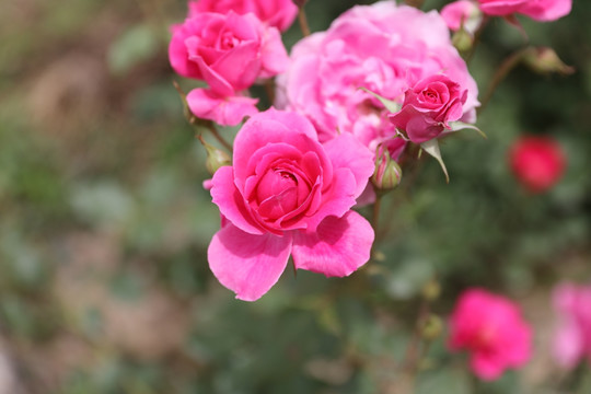 月季花开