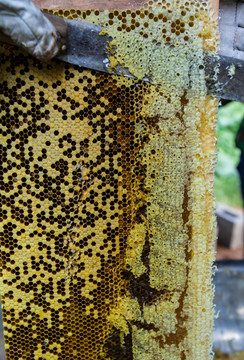 蜜蜂 割蜜 蜂蜡