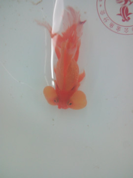 观赏鱼