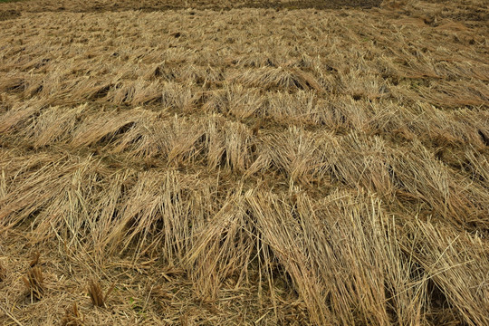 稻田 收割后的稻田