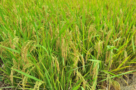 稻谷 稻田 水稻