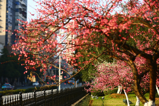 都市梅香