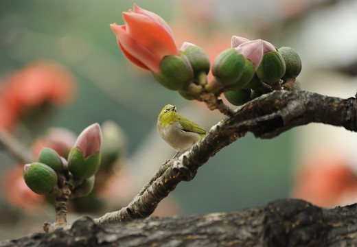 红棉花鸟图